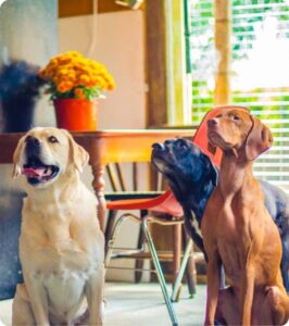 Glencadia Dog Camp Review: Dog Camps Near NYC For Your Furry Friends
